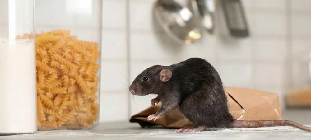 mouse on counter