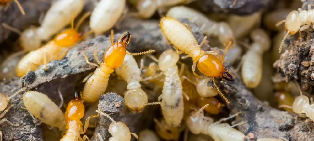 termite swarming season