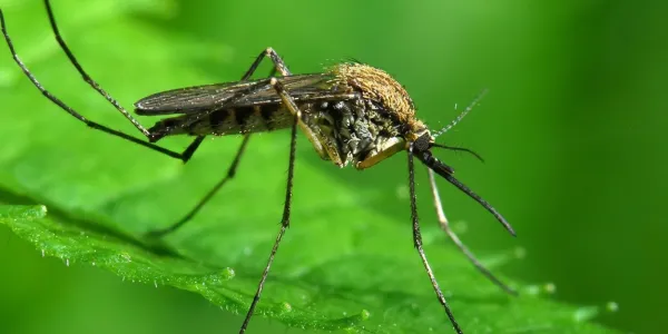 mosquito on bright green leaf