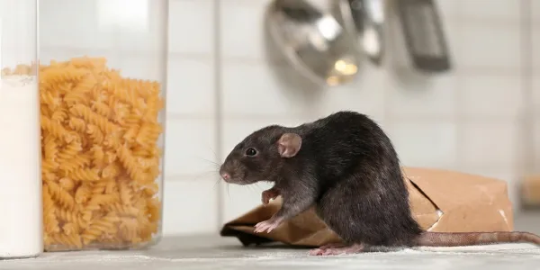 mouse on counter