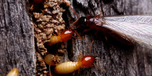 termites on wood