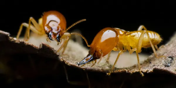 termites