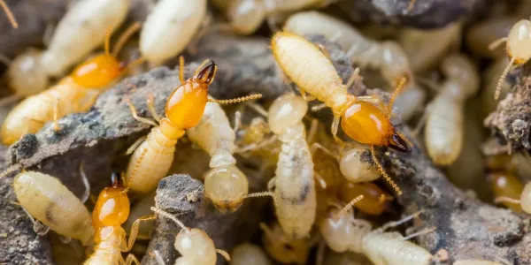 termite swarming season