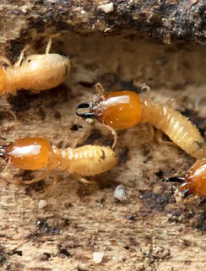 Termites