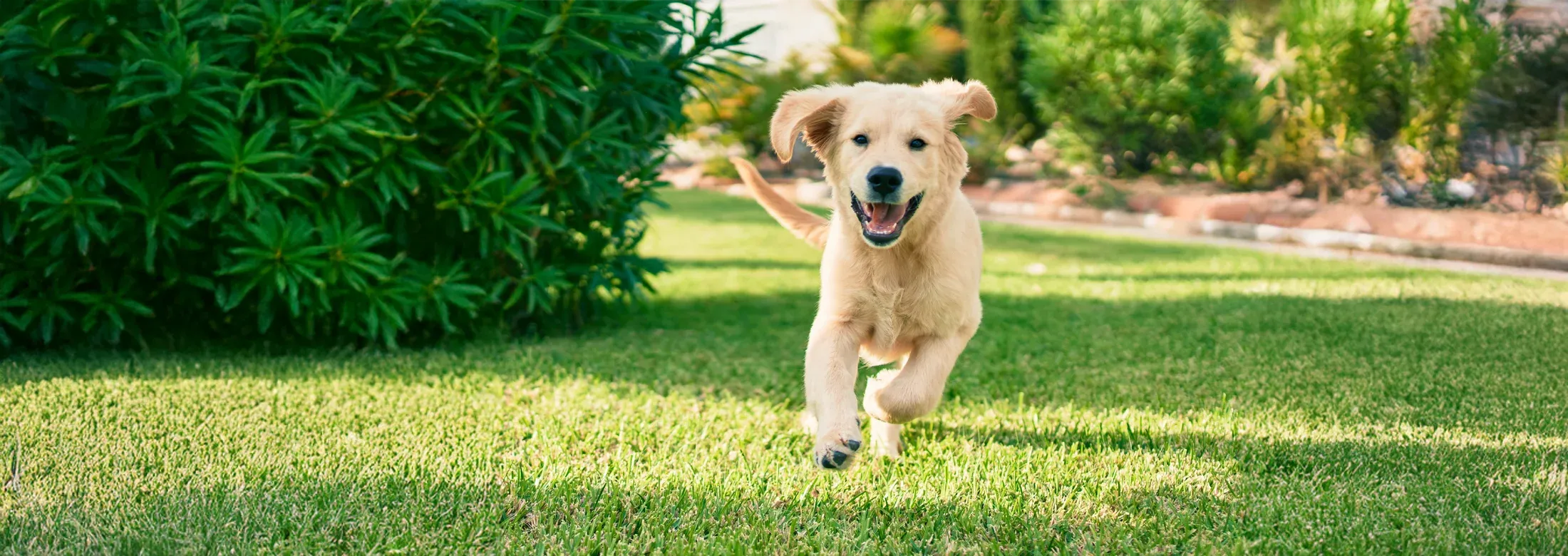 Dog running outside