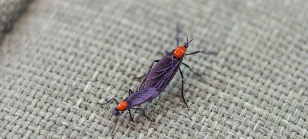 love bugs