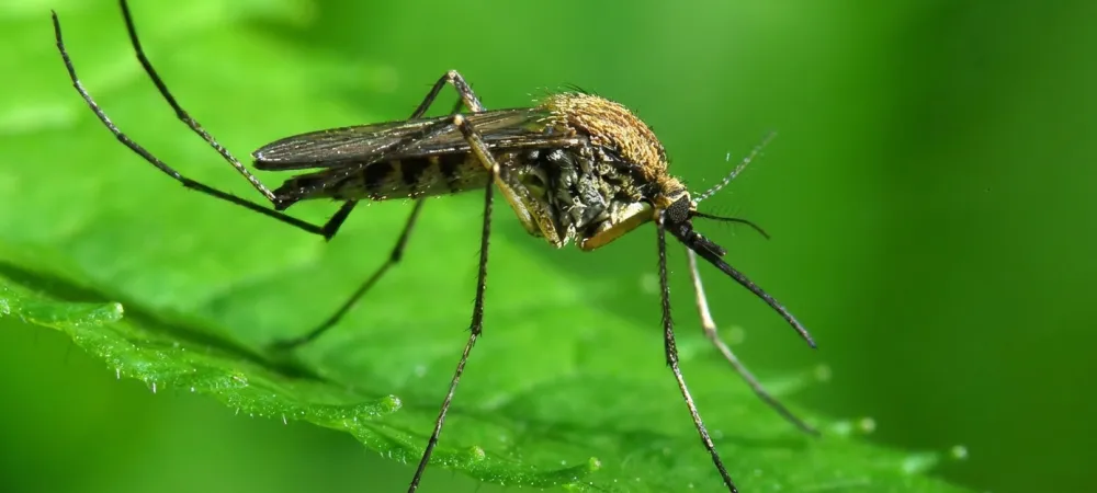 mosquito on bright green leaf