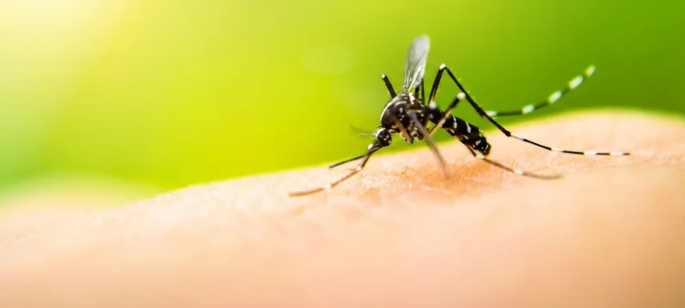 mosquito on skin