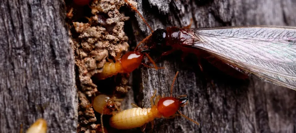 termites on wood