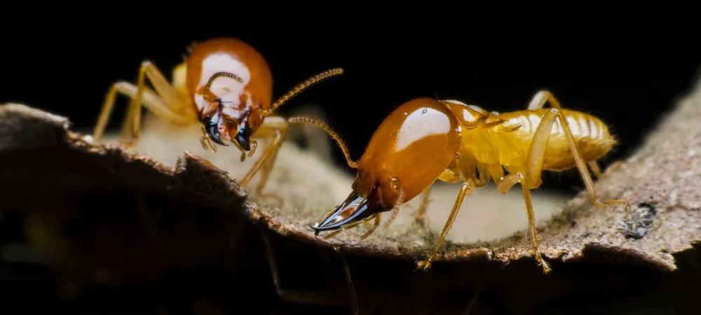 termites
