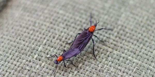 love bugs