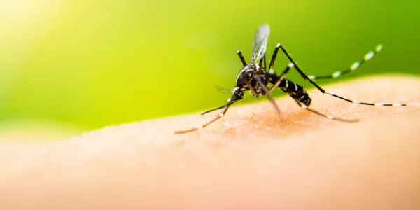 mosquito on skin