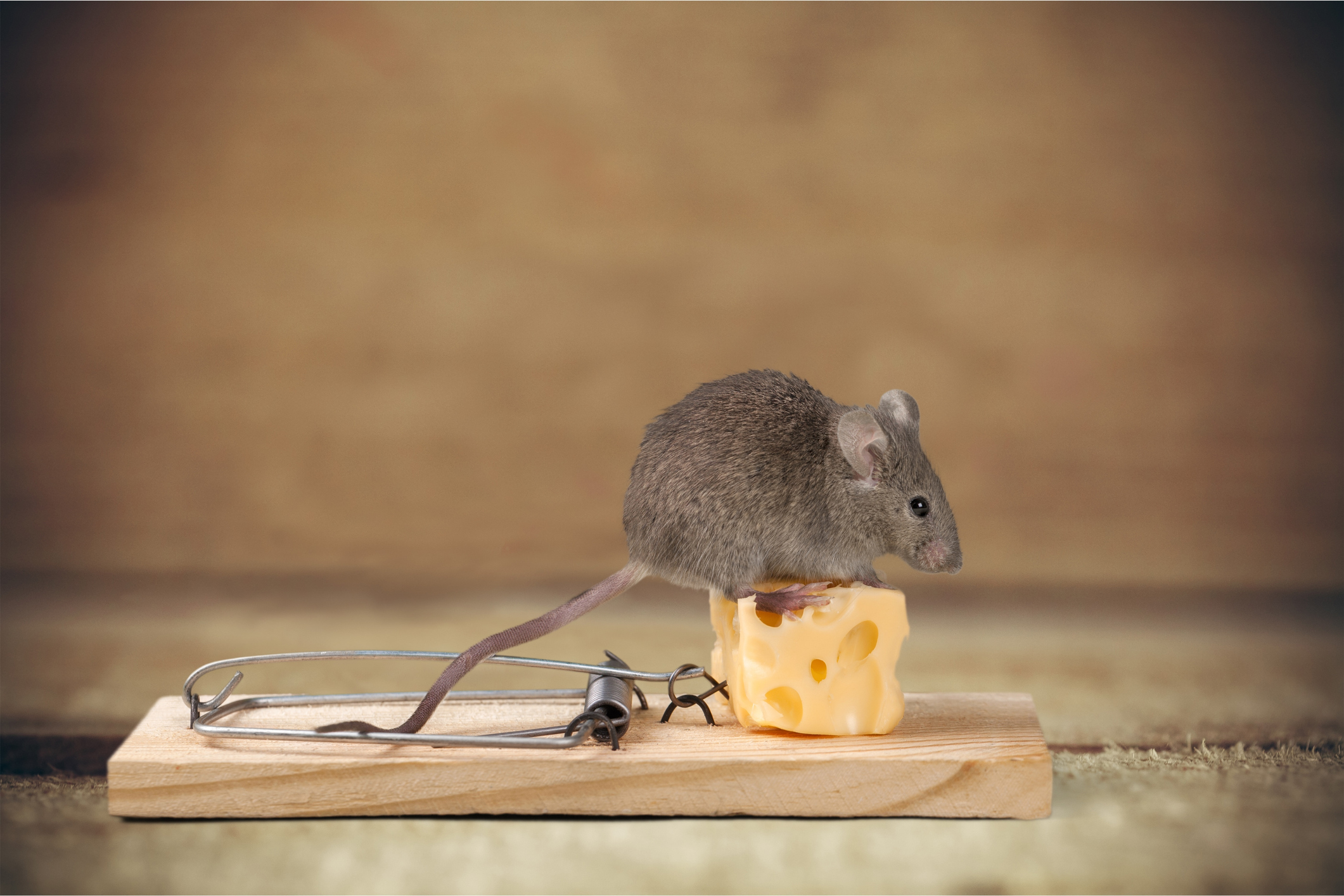 Rats & Mice  Service First Termite and Pest Prevention